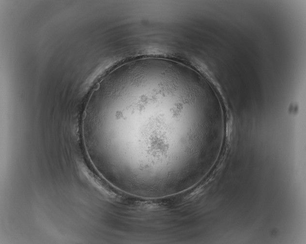 X0000110930249200906251340