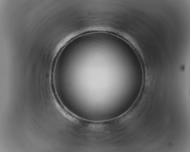 X0000110931237200906251326