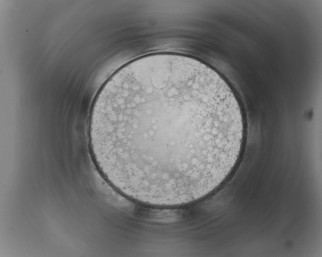 X0000110931338200906251324