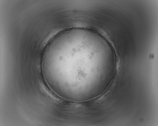 X0000110930249200907021529
