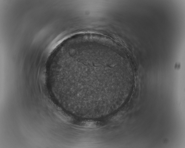 X0000110930295200907021529