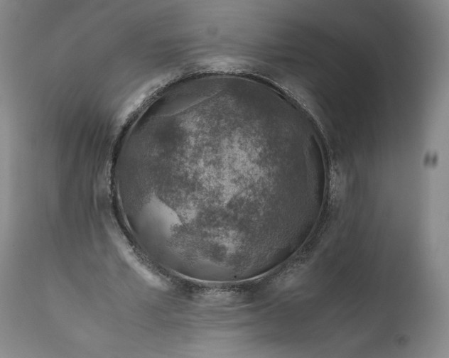 X0000110930581200907021525