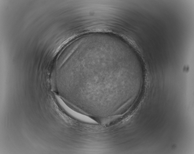 X0000110930881200907021521