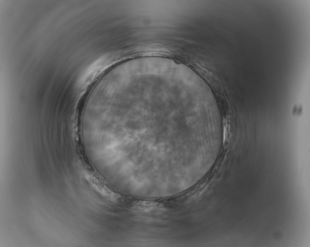 X0000110930339200907091526