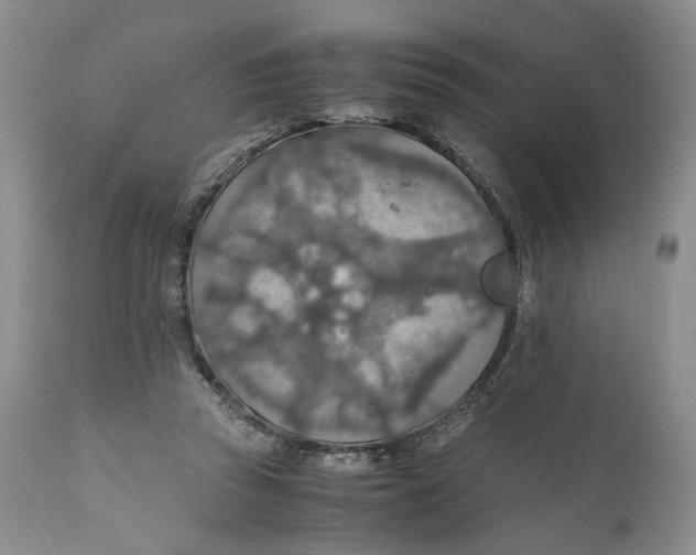 X0000110930353200907091526