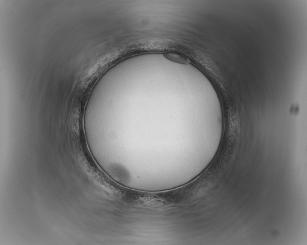 X0000110930681200907091521