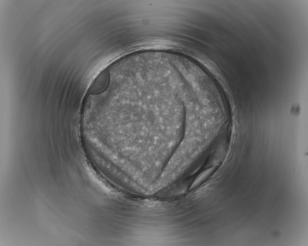 X0000110930850200907091518