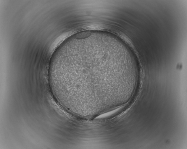 X0000110930930200907091517