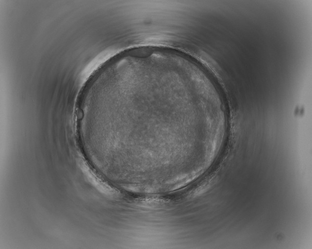 X0000110931077200907091515