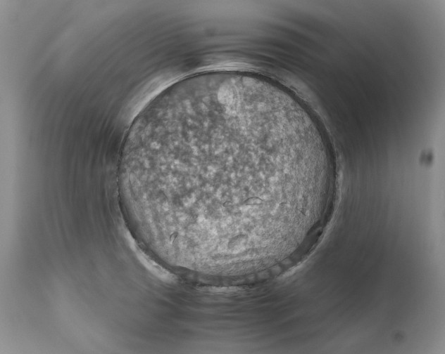 X0000110931425200907091510