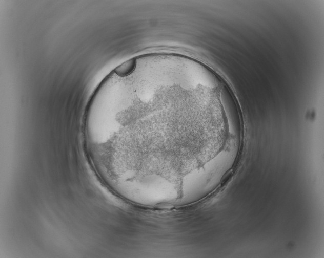 X0000110931533200907091509