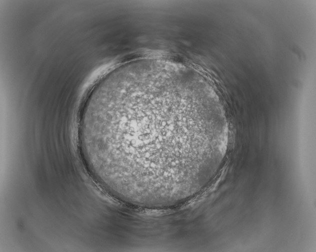 X0000110930149200907301630