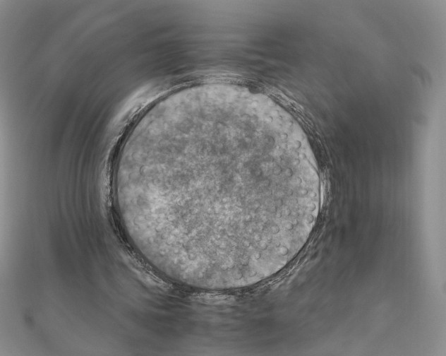 X0000110930339200907301628