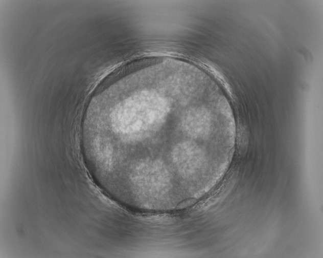 X0000110930385200907301628