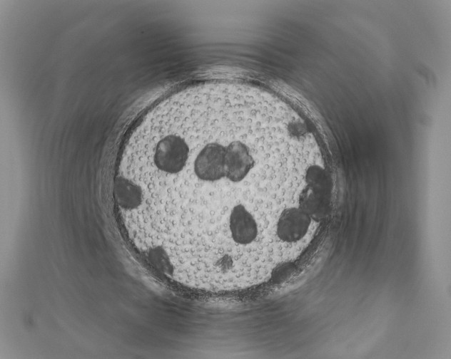 X0000110930529200907301625