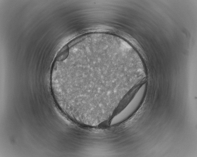 X0000110930850200907301622
