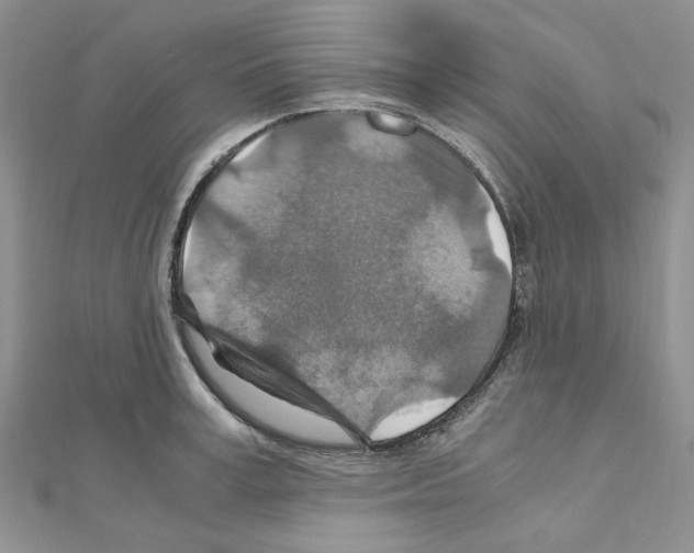 X0000110930995200907301620