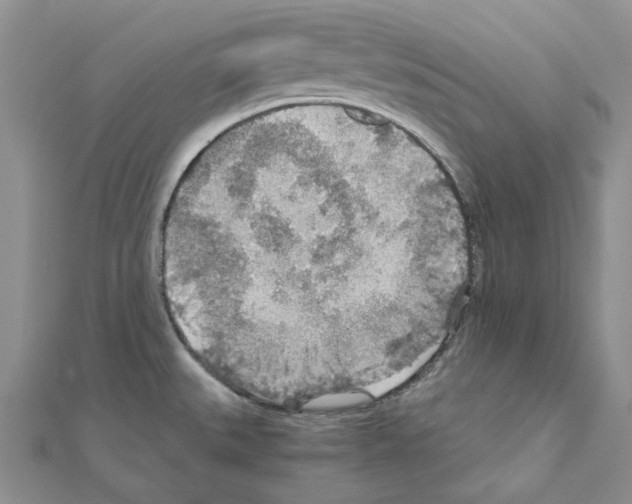 X0000110931527200907301613