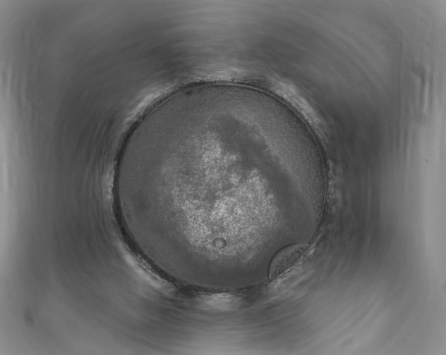 X0000110940058200906261309