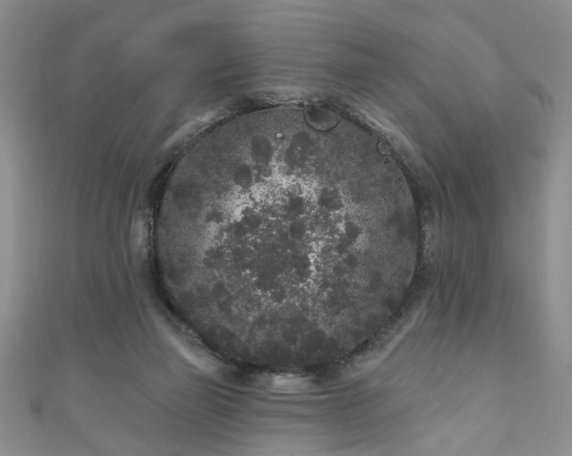 X0000110940165200906261308