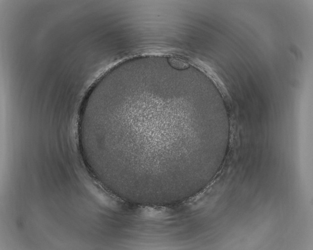 X0000110940346200906261305