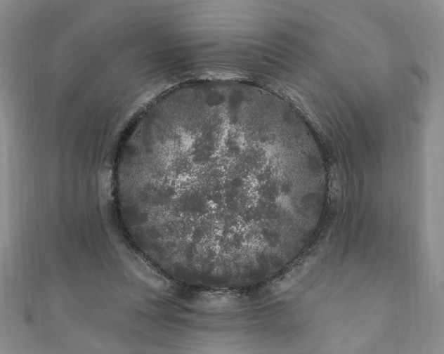 X0000110940351200906261305