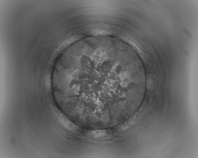 X0000110940353200906261305