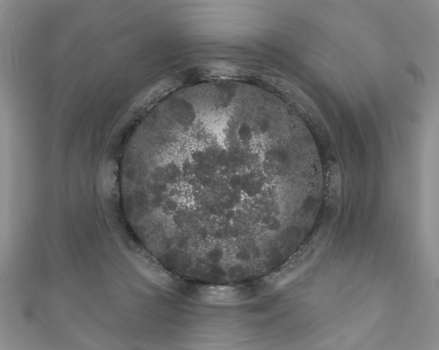 X0000110940361200906261305