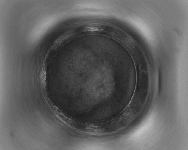 X0000110940387200906261305