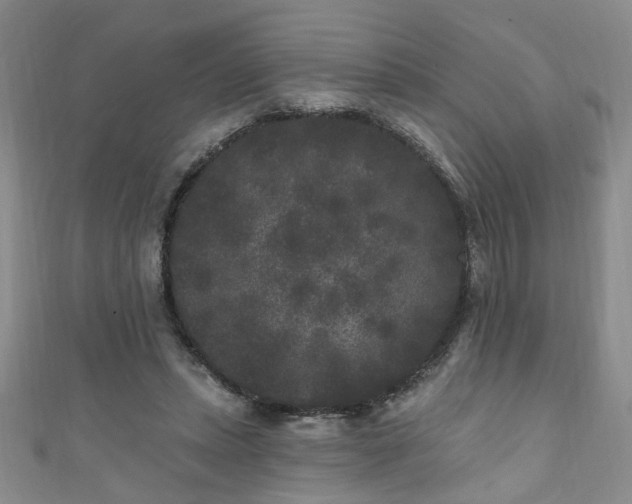 X0000110940447200906261304