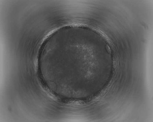 X0000110940488200906261303