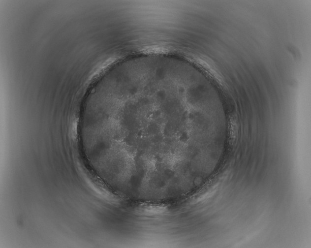 X0000110940491200906261303