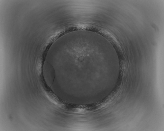 X0000110940496200906261303