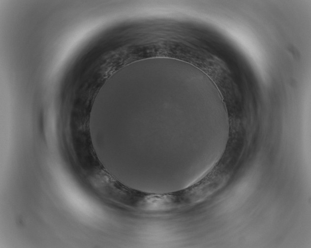 X0000110940526200906261303