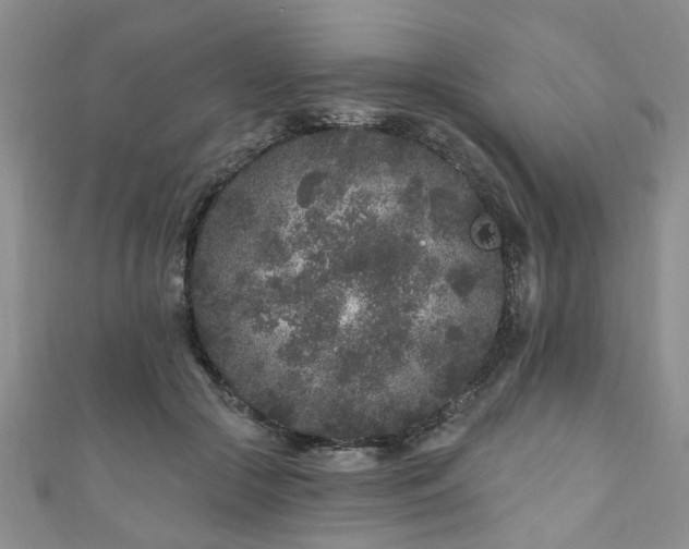 X0000110940553200906261303