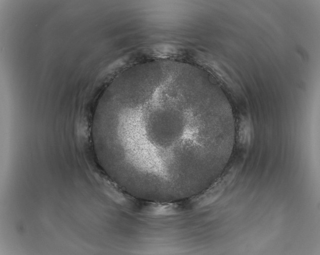 X0000110940569200906261303