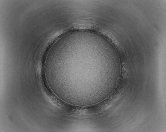 X0000110940631200906261301