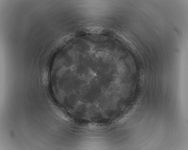 X0000110940641200906261301