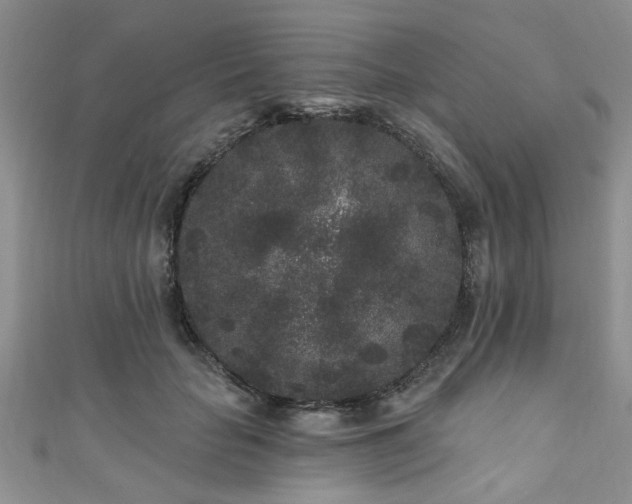 X0000110940653200906261301