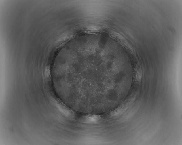 X0000110940711200906261300