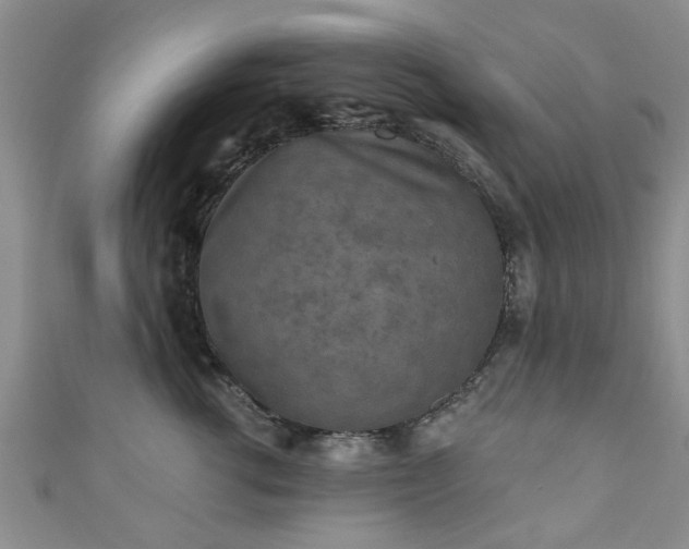 X0000110940762200906261300