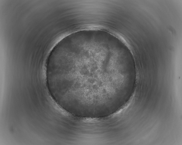 X0000110940835200906261259