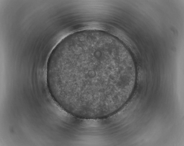 X0000110940836200906261259