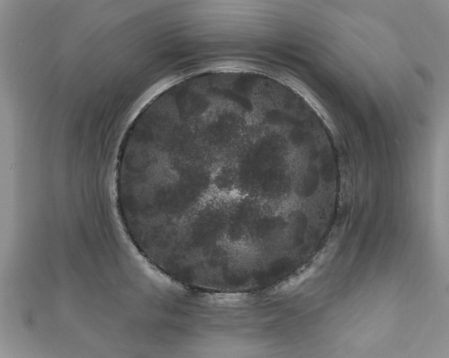 X0000110940853200906261259