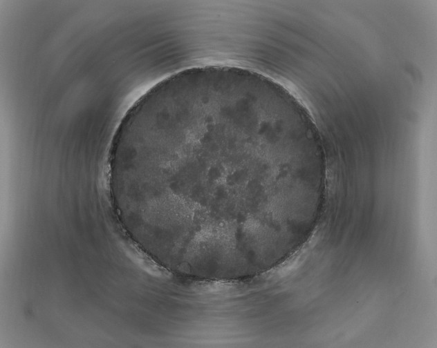 X0000110940879200906261258