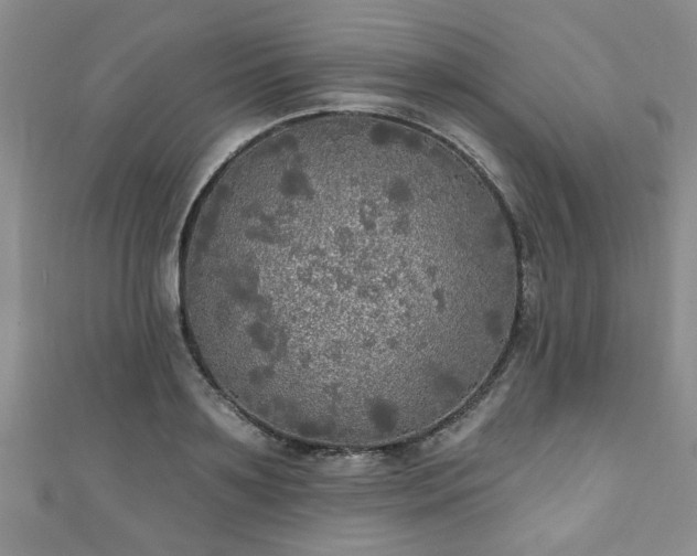 X0000110940891200906261258