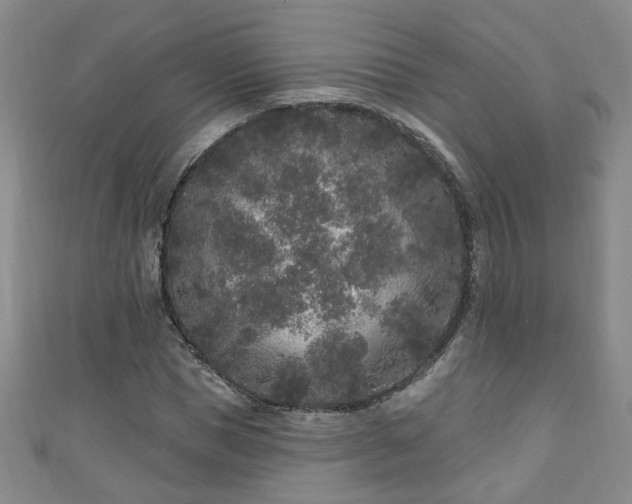 X0000110940921200906261257