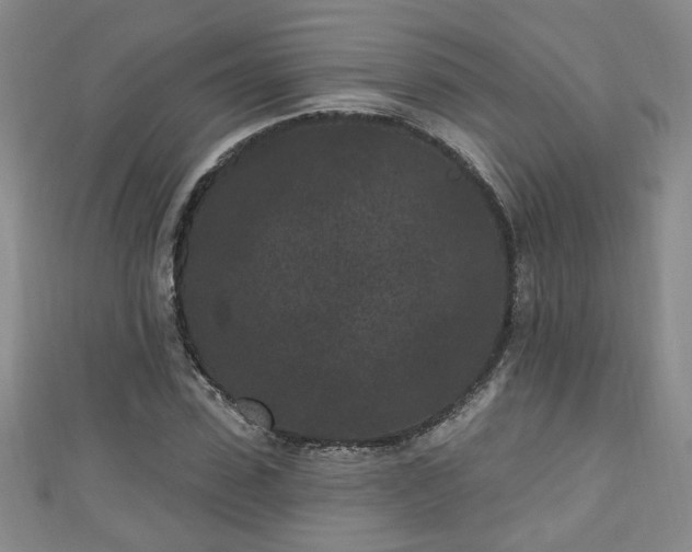 X0000110940923200906261257