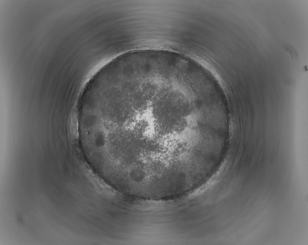 X0000110940925200906261257