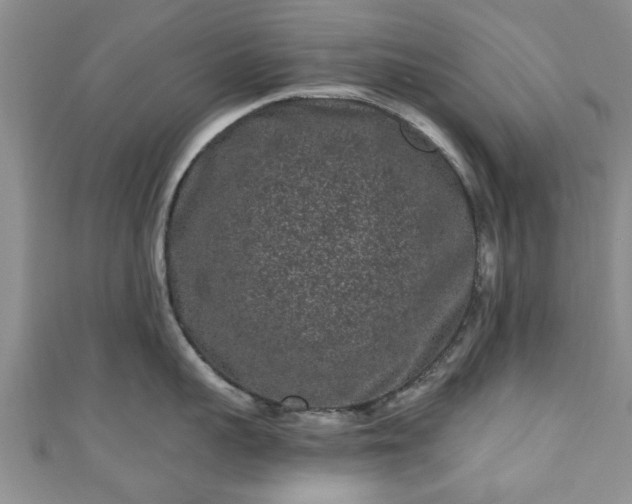 X0000110940959200906261258